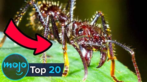 Top 20 Most Terrifying Insects In The World (Creepy Alert!).
